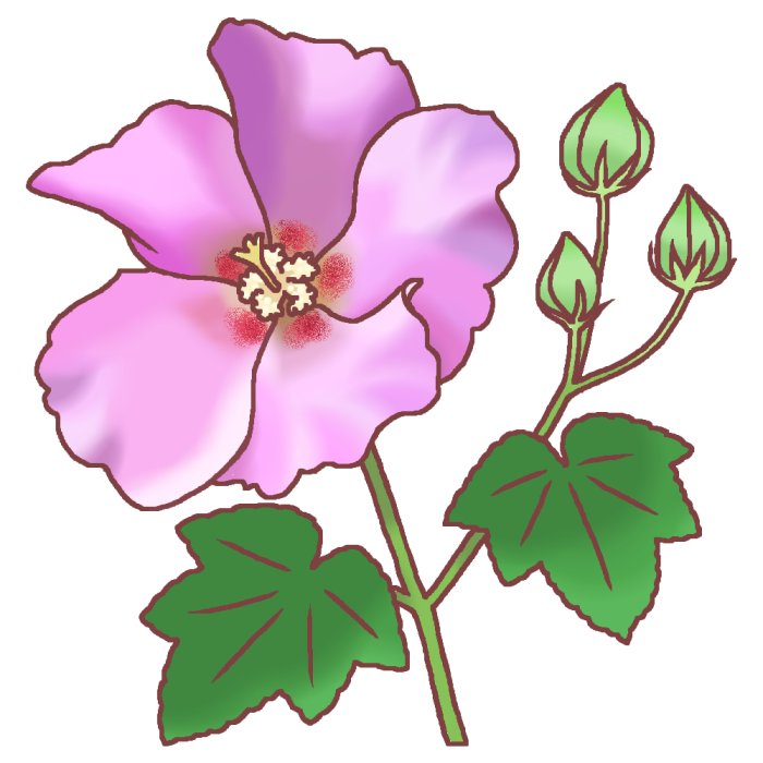 夏の花4 フヨウ1 芙蓉 カラー 花イラスト お花と季節のお礼状